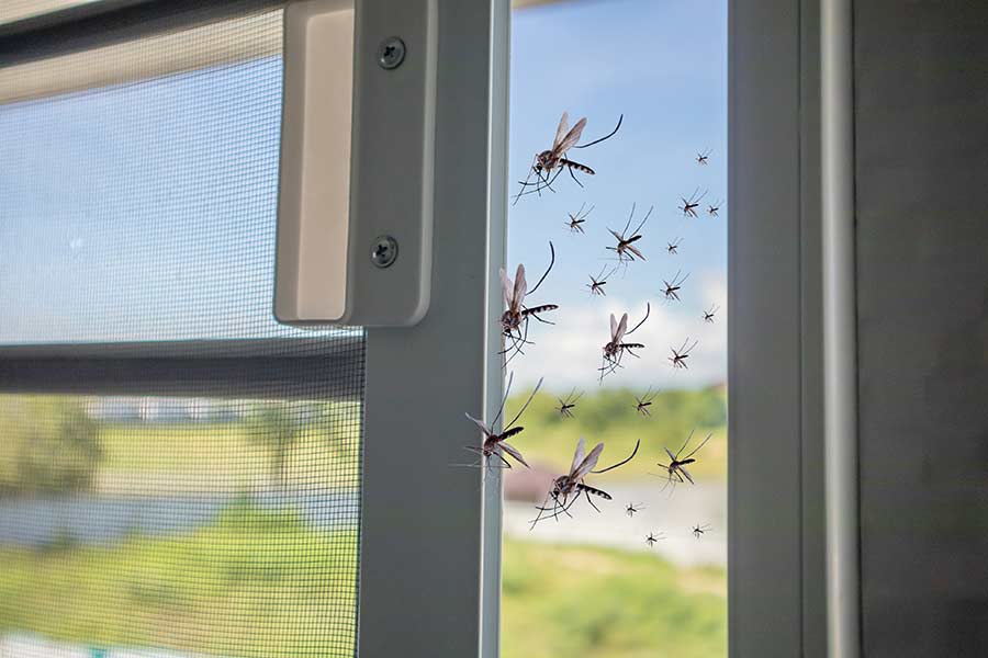 Fenster mit Insektenschutz